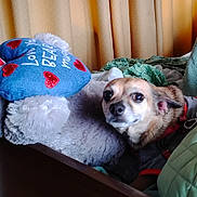 Rose Bud is registered to the contest to win money with this photo: dog, bed, stuffed_animal, pillow, heart, curtains, blanket, fur, pet, cozy, indoor, snuggling, animal, soft_toy, fabric, cute, relaxed, small_dog, fur_texture, resting