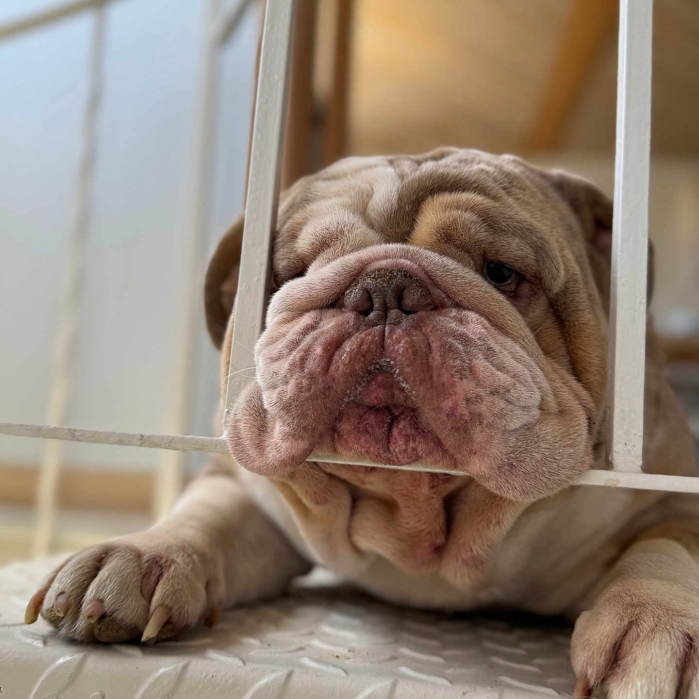 Romeo joined the competition — help win amazing prizes! animal, background, bulldog, closeup, cute, dog, expression, face, fur, indoors, metal, nails, paw, pet, railing, resting, sleepy, snout, softlight, wrinkles