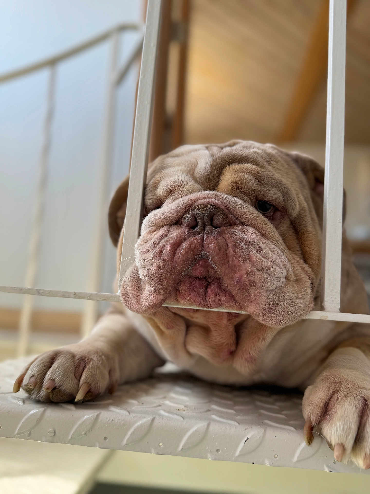 Romeo joined the competition — help win amazing prizes! dog, bulldog, pet, animal, face, paw, fur, wrinkles, resting, indoors, metal, railing, closeup, expression, cute, sleepy, nails, snout, background, softlight