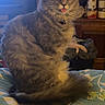 Haze is registered to the contest to win money with this photo: cat, gray_cat, fluffy, tongue_out, bed, blanket, floral_pattern, indoor, feline, pet, home, cozy, furniture, wooden, sitting, animal, cute, fur, domestic_animal, resting