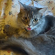 Haze joined the competition — help win amazing prizes! cat, gray_cat, tongue_out, fluffy, pet, animal, indoor, blanket, floral_pattern, fur, whiskers, ears, cute, domestic_cat, resting, eyes, collar, bed, cozy, portrait