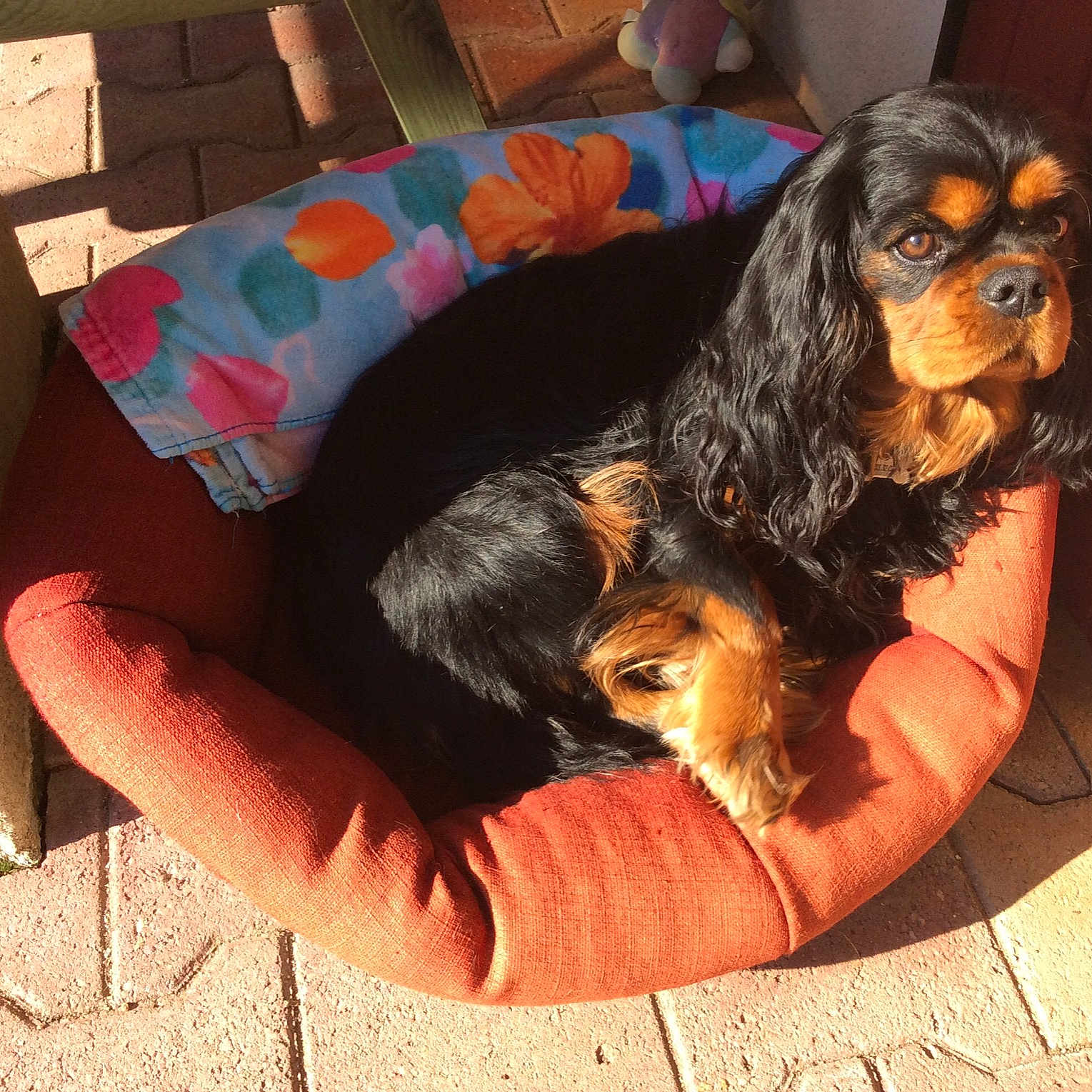 Noé participe au concours pour gagner de l'argent avec cette photo : canidae, carnivore, cavalier_king_charles_spaniel, companion_dog, dog, dog_breed, king_charles_spaniel, mammal, puppy_love, spaniel, sporting_group, toy_dog, vertebrate