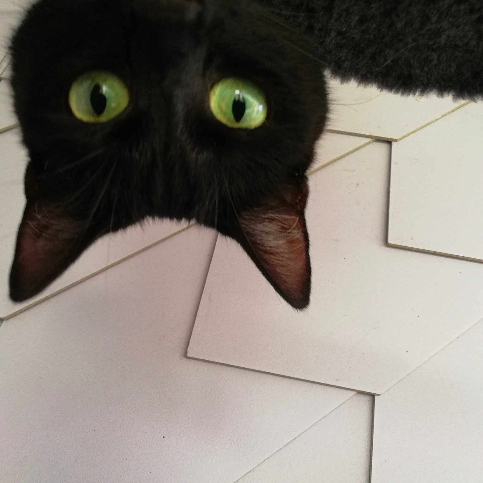 Chloe participe au concours pour gagner de l'argent avec cette photo : black_cat, carnivore, cat, ear, eye, felidae, fur, head, nose, small_to_medium_sized_cats, snout, whiskers