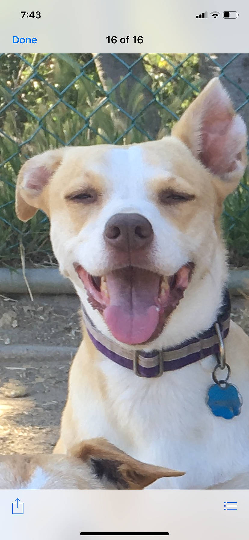 Kiwi joined the competition — help win amazing prizes! canidae, carnivore, collar, companion_dog, dog, dog_breed, dog_collar, facial_expression, fawn, hunting_dog, jaw, mesh, neck, organ, pet_supply, snout, tongue, tooth, vertebrate, whiskers