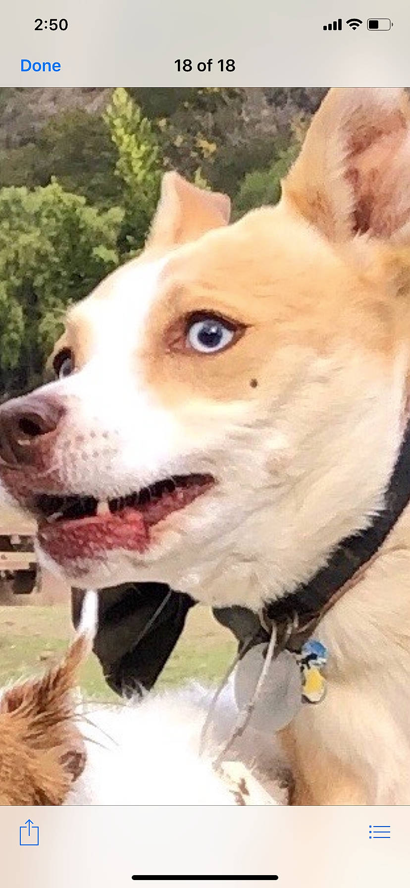 Kiwi is registered to the contest to win money with this photo: ancient_dog_breeds, canidae, carnivore, collar, companion_dog, dog, dog_breed, dog_collar, dog_supply, hunting_dog, pet_supply, snout, sporting_group, terrestrial_animal, tongue, vertebrate, whiskers, white, working_animal, working_dog