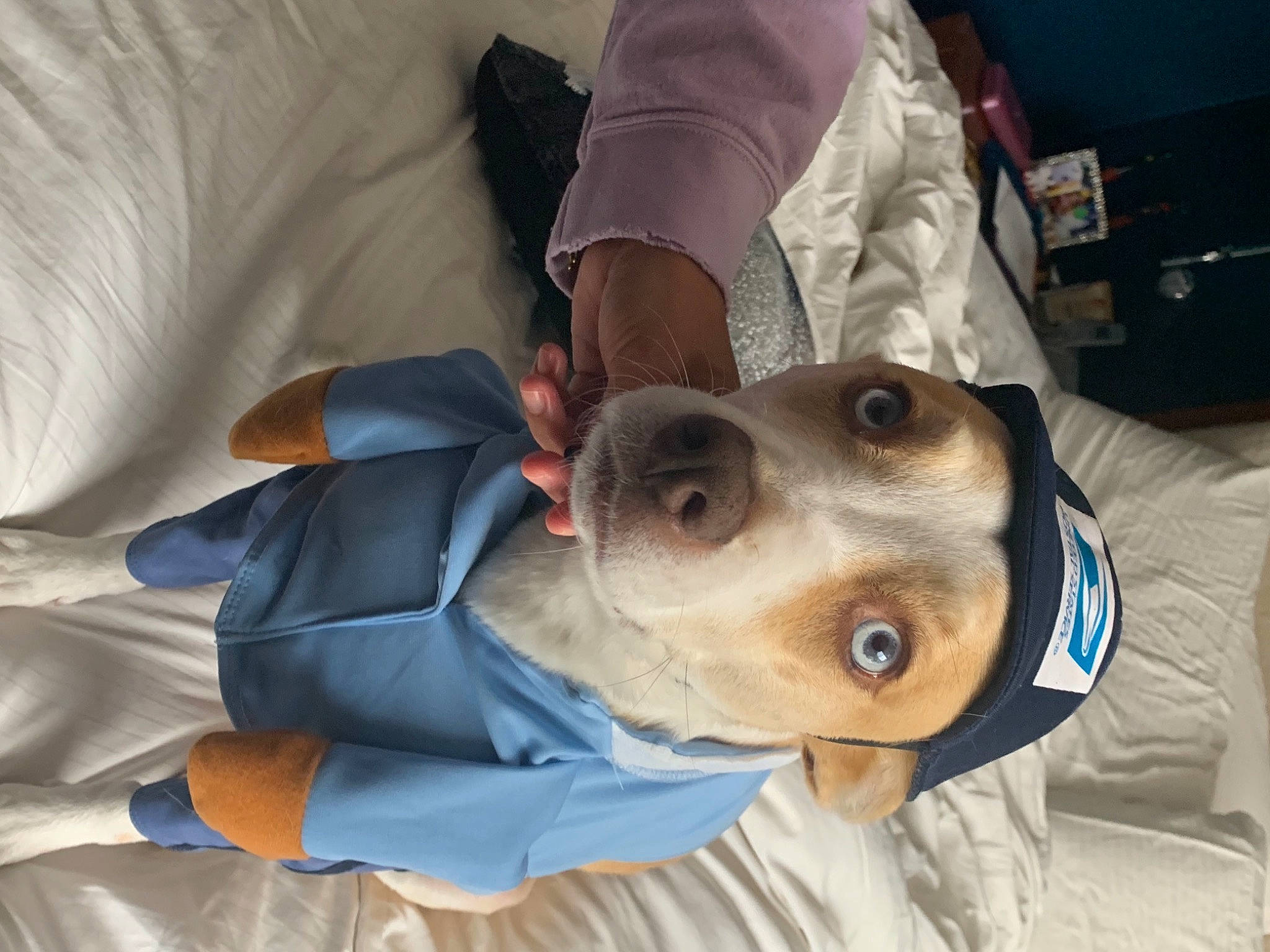 Kiwi joined the competition — help win amazing prizes! bed_sheet, bedding, canidae, carnivore, collar, comfort, companion_dog, dog, dog_breed, hound, linens, pet_supply, scent_hound, snout, sporting_group, whiskers, working_animal, working_dog