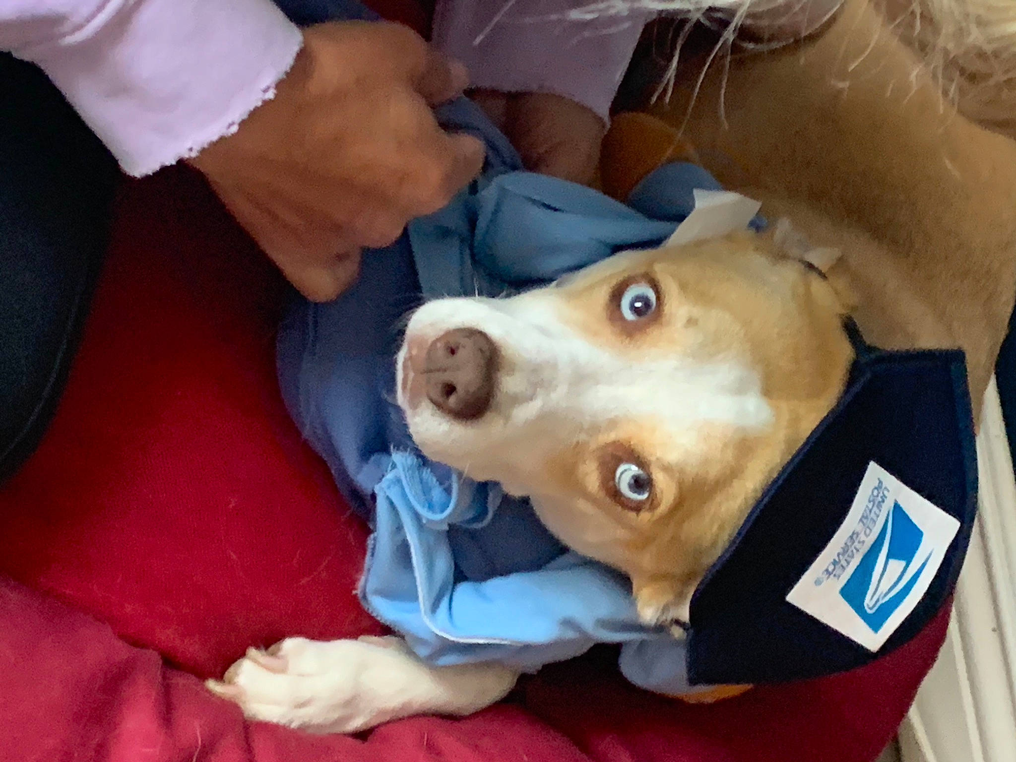 Kiwi is registered to the contest to win money with this photo: canidae, carnivore, collar, companion_dog, dog, dog_breed, dog_clothes, dog_collar, dog_supply, gesture, pet_supply, snout, sporting_group, vertebrate, working_animal