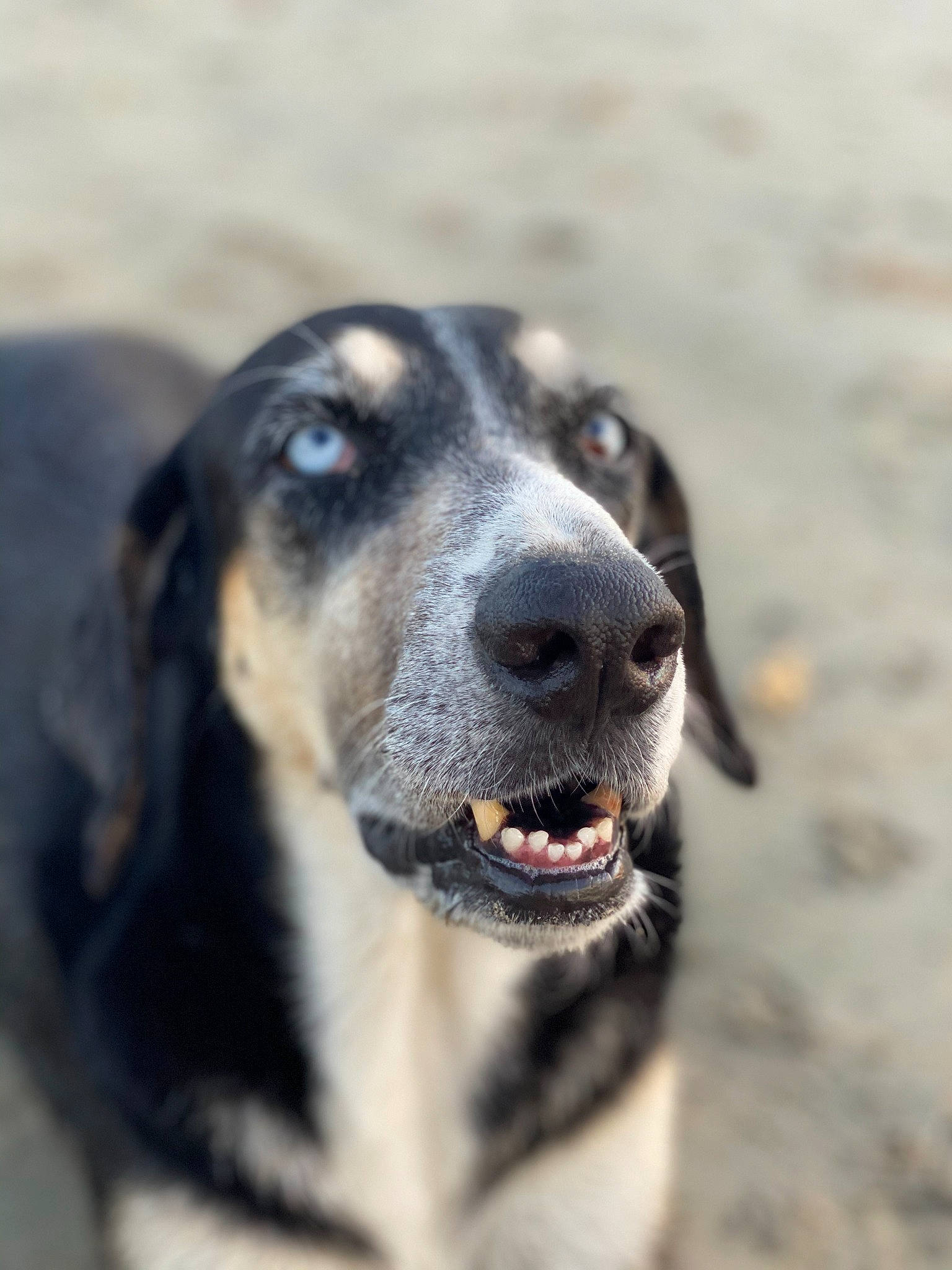 Mustard joined the competition — help win amazing prizes! beige, canidae, carnivore, close_up, companion_dog, dog, dog_breed, fawn, fur, grey, hunting_dog, iris, jaw, organ, snout, sporting_group, tongue, vertebrate, whiskers, working_animal