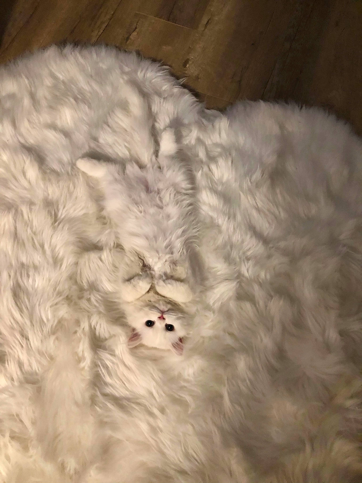 Penelope joined the competition — help win amazing prizes! beige, fur, natural_material, space, textile, white