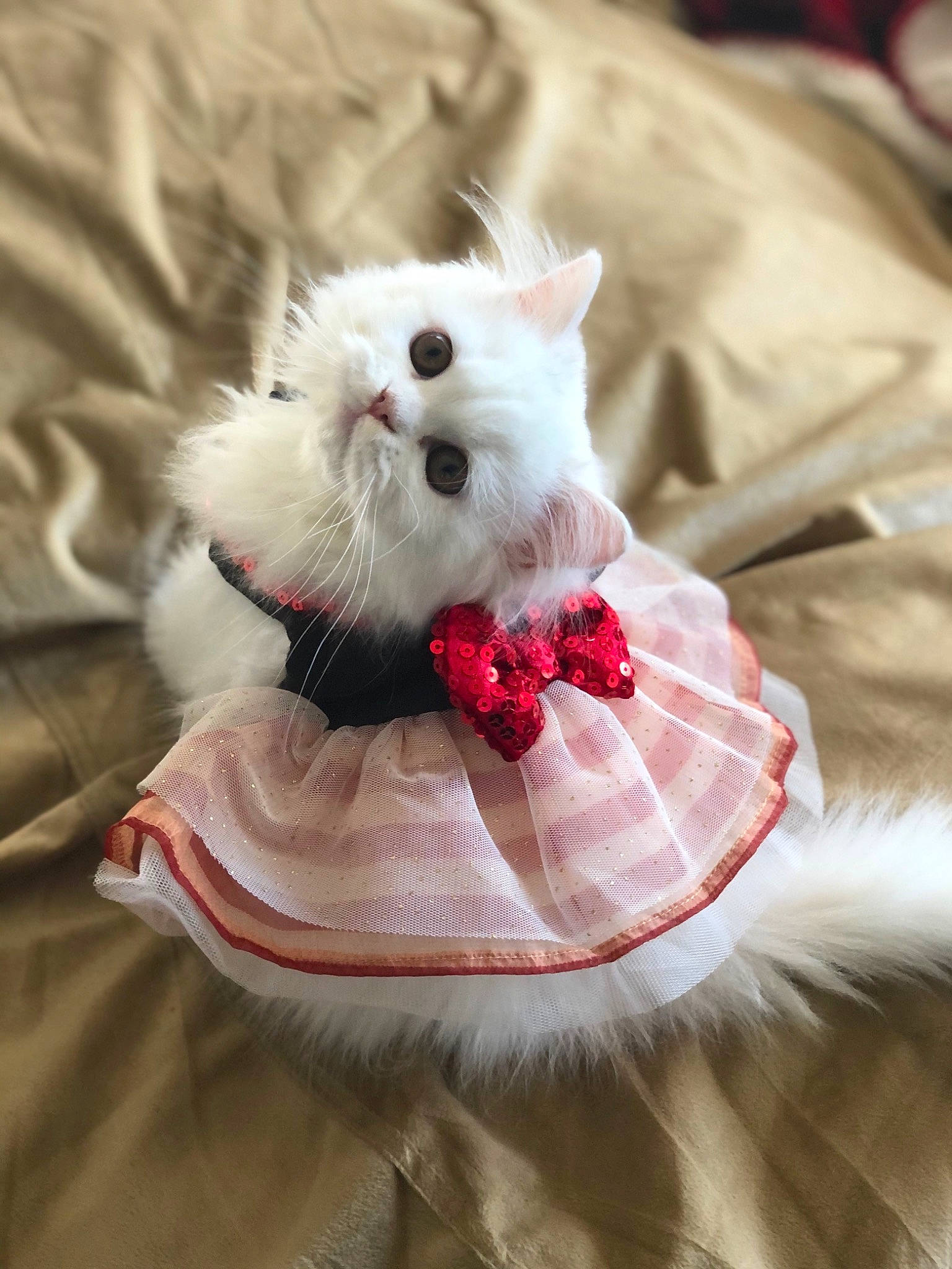 Penelope is registered to the contest to win money with this photo: carnivore, cat, costume_accessory, costume_hat, felidae, fur, natural_material, small_to_medium_sized_cats, snout, whiskers