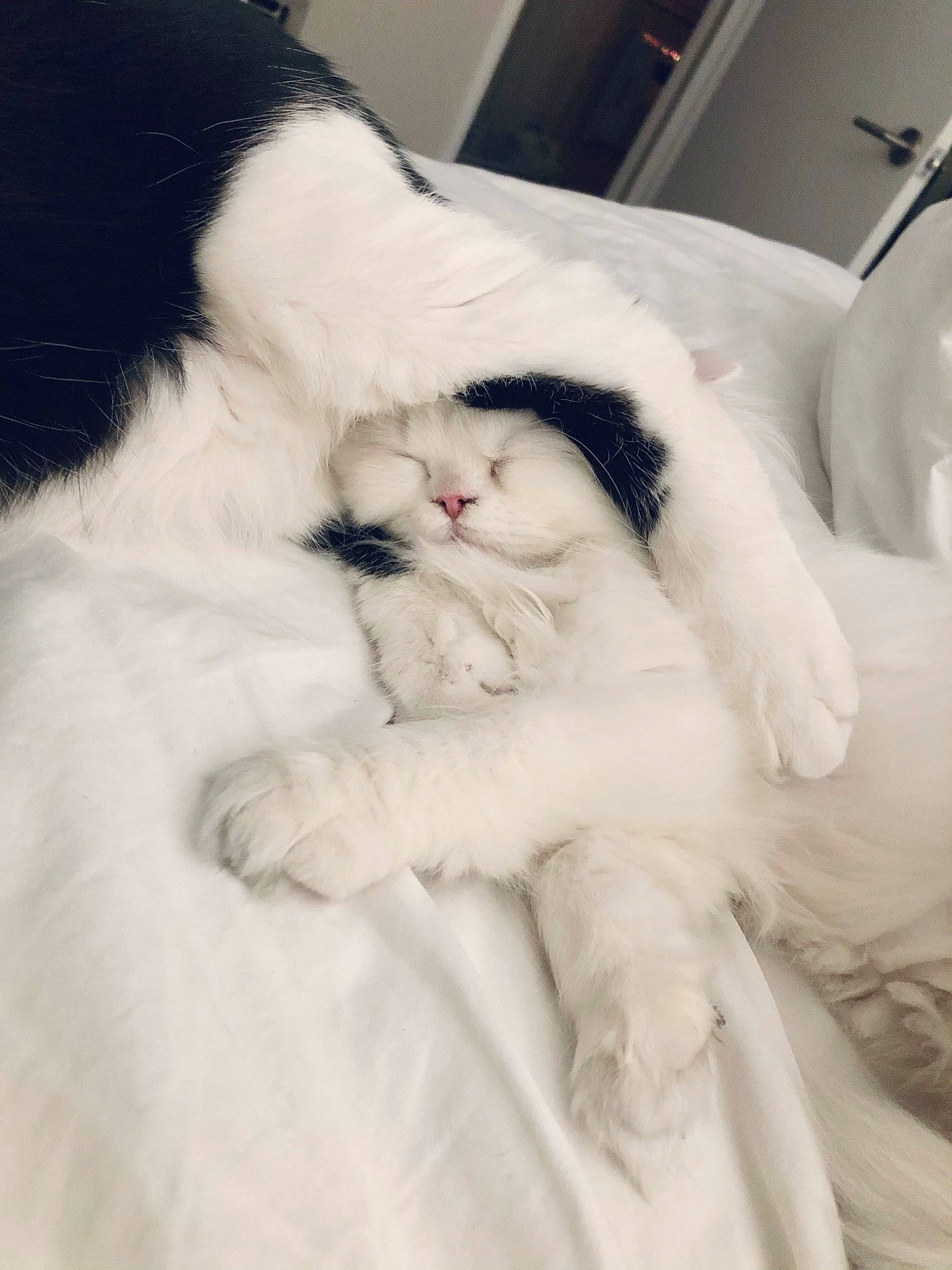 Penelope joined the competition — help win amazing prizes! carnivore, cat, claw, felidae, fur, natural_material, paw, small_to_medium_sized_cats, snout, vertebrate, whiskers