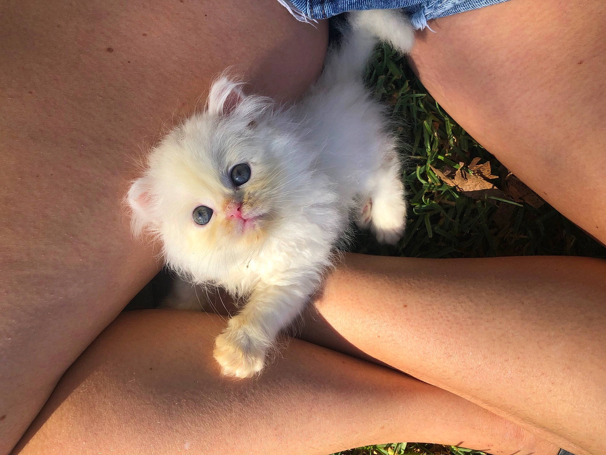 Penelope is registered to the contest to win money with this photo: foot, fur, human, joint, nail, puppy, skin, toy_dog