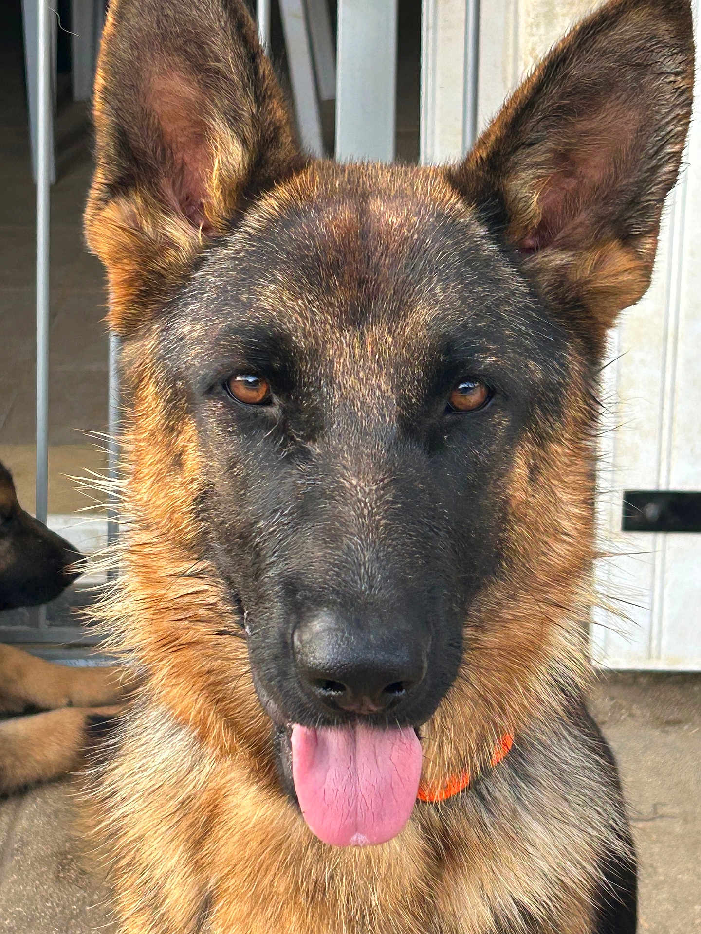Vanille a rejoint le concours — aidez-le/la à gagner de superbes lots ! animal, black, brown, canine, close_up, collar, companion, dog, ears, eyes, face, friendly, fur, german_shepherd, nose, outdoor, pet, portrait, tongue, tongue_out