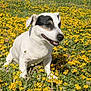Pif a rejoint le concours — aidez-le/la à gagner de superbes lots ! dog, white_dog, black_patch, smiling_dog, wildflowers, yellow_flowers, grass, outdoor, sunny_day, nature, pet, animal, field, happy, cute, canine, summer, flora, playful, closeup