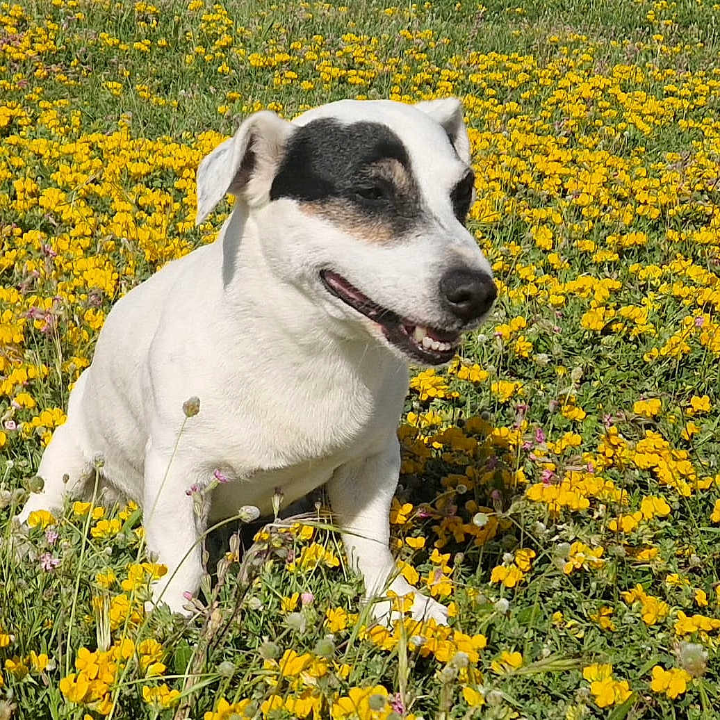 Pif a rejoint le concours — aidez-le/la à gagner de superbes lots ! animal, black_patch, canine, closeup, cute, dog, field, flora, grass, happy, nature, outdoor, pet, playful, smiling_dog, summer, sunny_day, white_dog, wildflowers, yellow_flowers