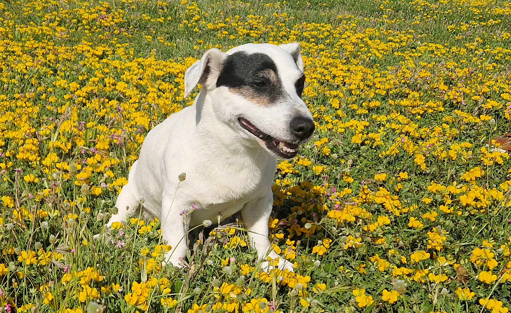 Pif a rejoint le concours — aidez-le/la à gagner de superbes lots ! dog, white_dog, black_patch, smiling_dog, wildflowers, yellow_flowers, grass, outdoor, sunny_day, nature, pet, animal, field, happy, cute, canine, summer, flora, playful, closeup