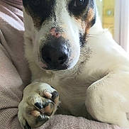 Pif participe au concours pour gagner de l'argent avec cette photo : dog, paw, closeup, face, black_and_white, brown_markings, pet, animal, resting, person, sweater, pink, fur, cute, indoor, cozy, companion, attention, portrait, friendly