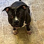 dog, pitbull, pet, indoor, tile_floor, tiled_floor, looking_up, puppy_eyes, black_and_white, white_marking, ears, paws, nose, eyes, companion, portrait, flooring, kitchen, curious, one_animal