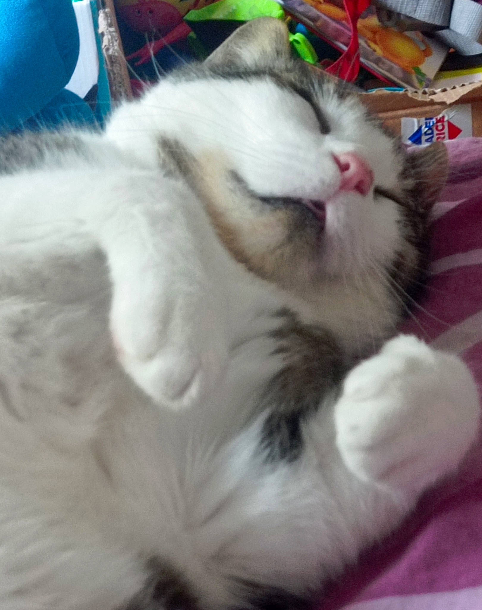 Fripouille participe au concours pour gagner de l'argent avec cette photo : carnivore, cat, claw, comfort, domestic_short_haired_cat, felidae, fur, nap, paw, sleep, small_to_medium_sized_cats, snout, tail, whiskers