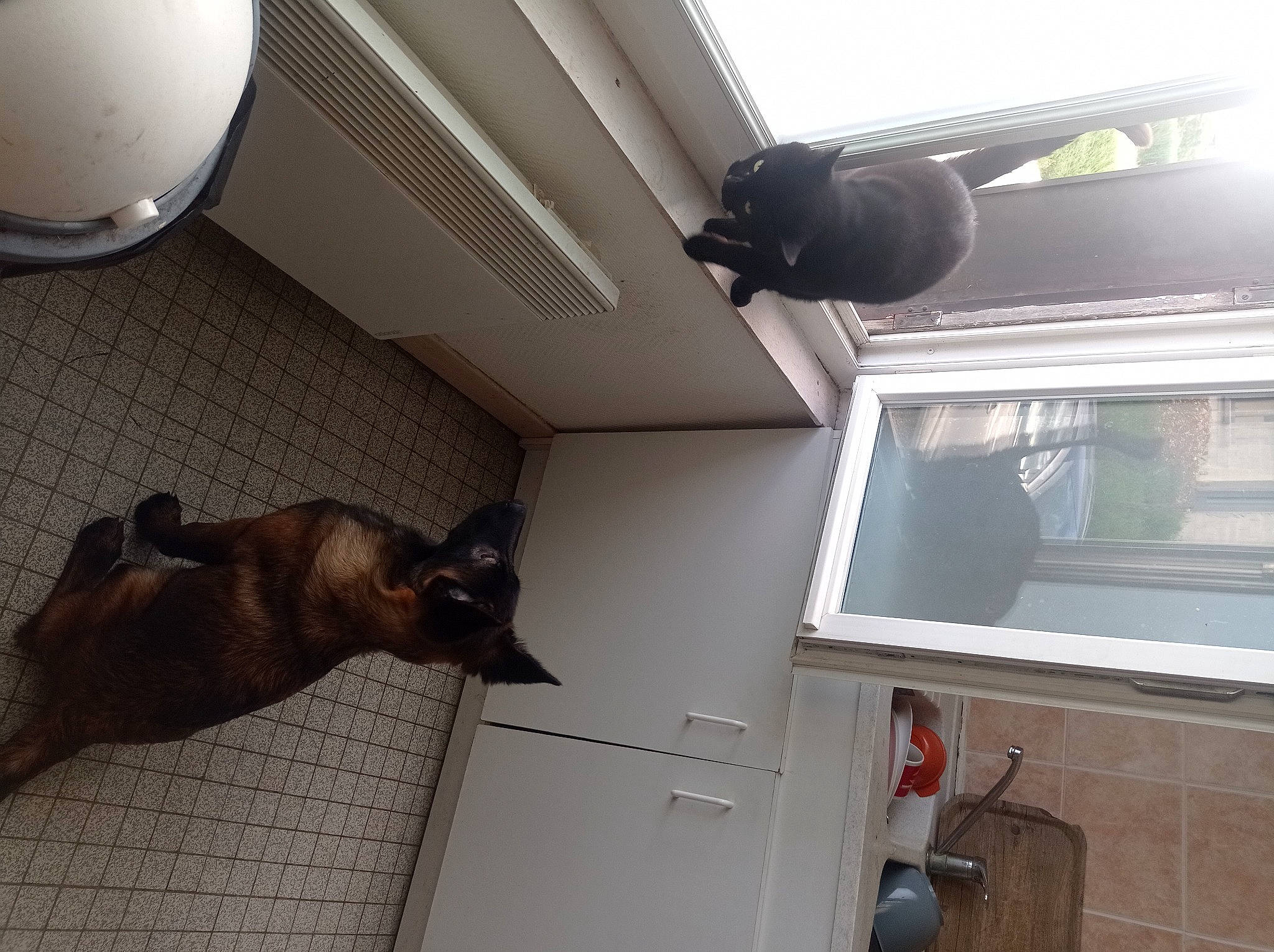 Umy a rejoint le concours — aidez-le/la à gagner de superbes lots ! canidae, carnivore, cat, ceiling, daylighting, dog, dog_breed, fawn, felidae, flooring, metal, room, siamese, small_to_medium_sized_cats, tail, window, wood