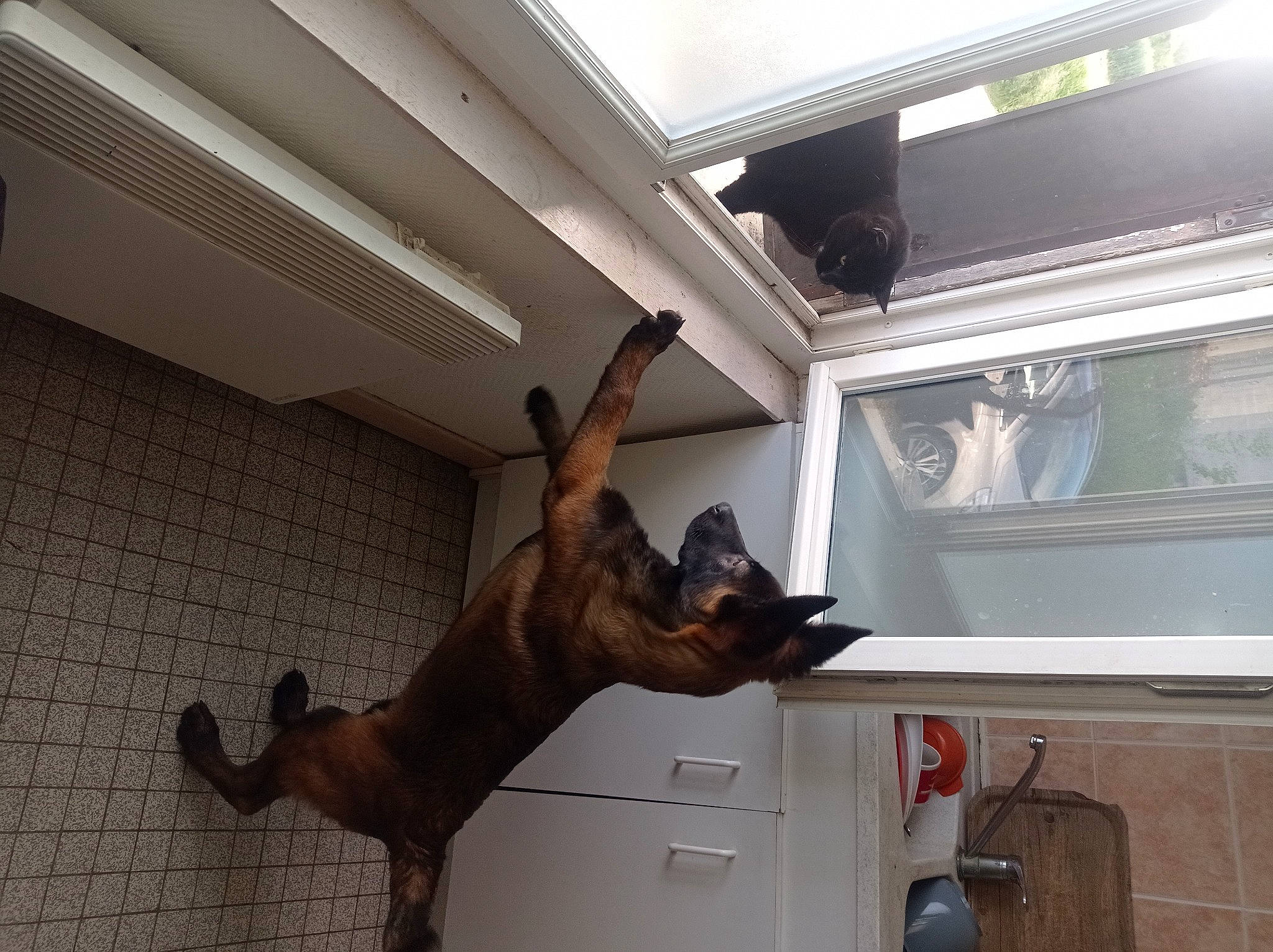 Umy a rejoint le concours — aidez-le/la à gagner de superbes lots ! building, carnivore, ceiling, daylighting, dog, dog_breed, fawn, fire_extinguisher, floor, flooring, hardwood, house, liver, molding, room, sporting_group, tail, window, wood, working_animal