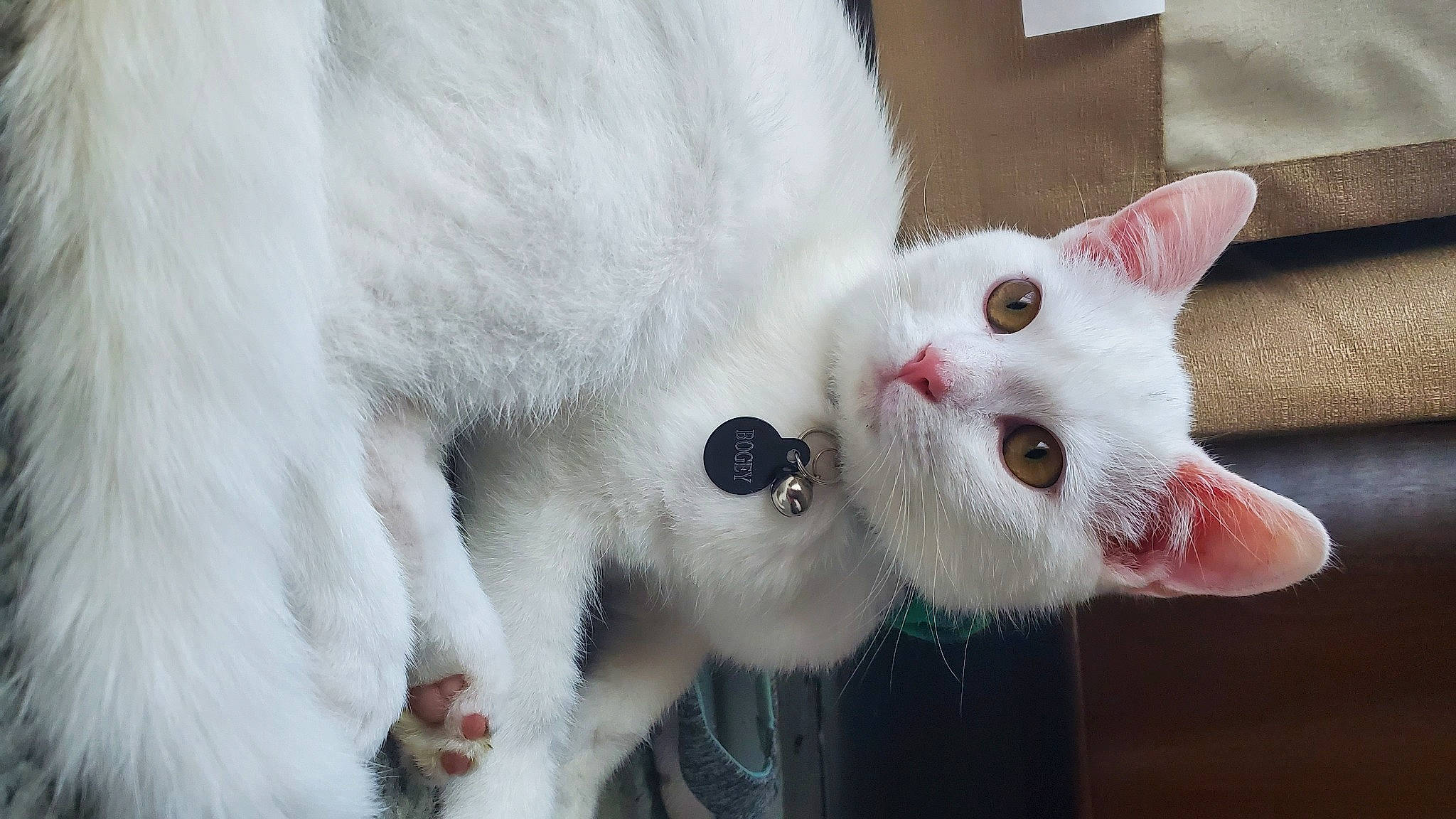 Bogey is registered to the contest to win money with this photo: aegean_cat, burmilla, carnivore, cat, colorpoint_shorthair, domestic_short_haired_cat, fawn, felidae, fur, japanese_bobtail, khao_manee, mammal, small_to_medium_sized_cats, snout, tail, turkish_angora, turkish_van, whiskers, white