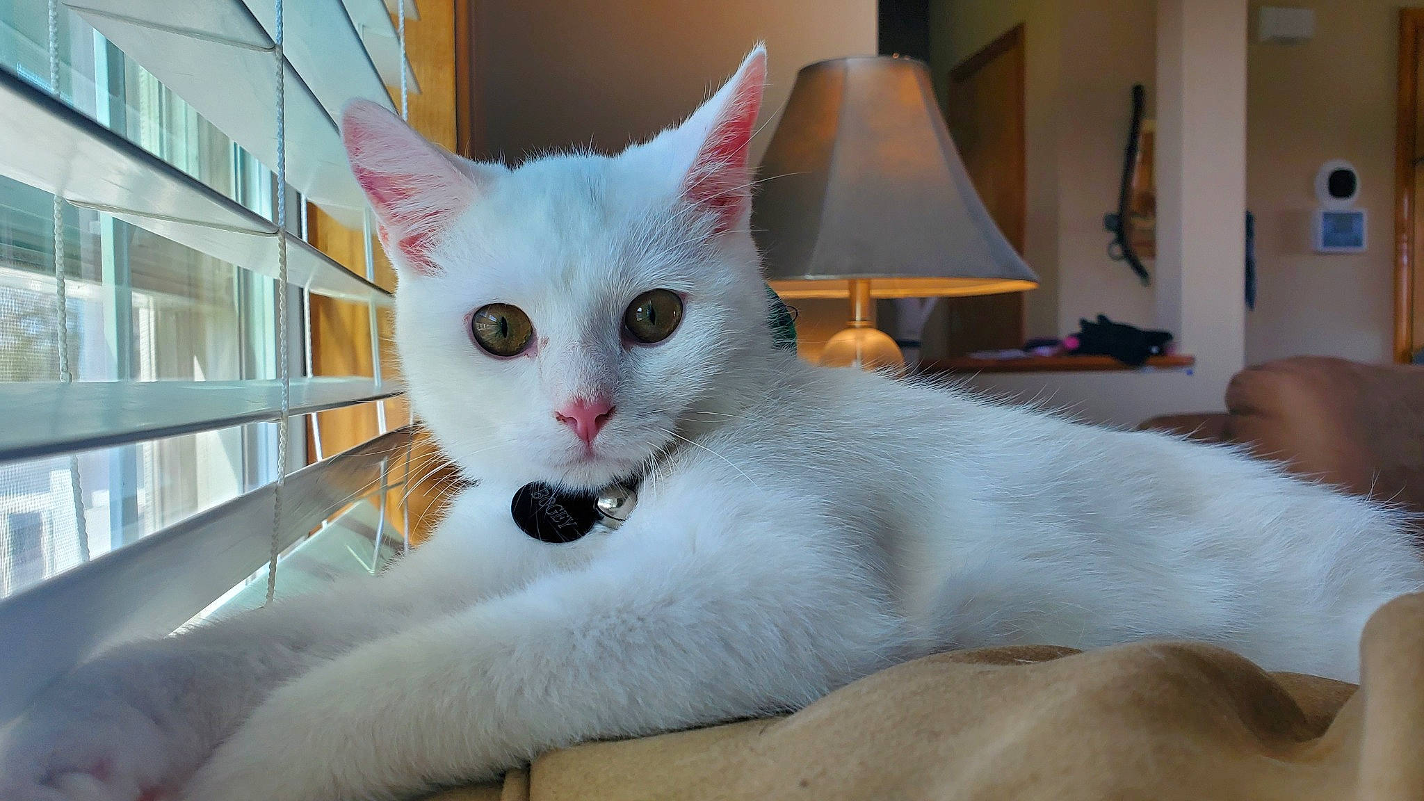 Bogey is registered to the contest to win money with this photo: aegean_cat, asian, burmilla, carnivore, cat, colorpoint_shorthair, domestic_long_haired_cat, domestic_short_haired_cat, eye, felidae, javanese, khao_manee, mammal, ojos_azules, ragdoll, small_to_medium_sized_cats, turkish_angora, turkish_van, vertebrate, whiskers