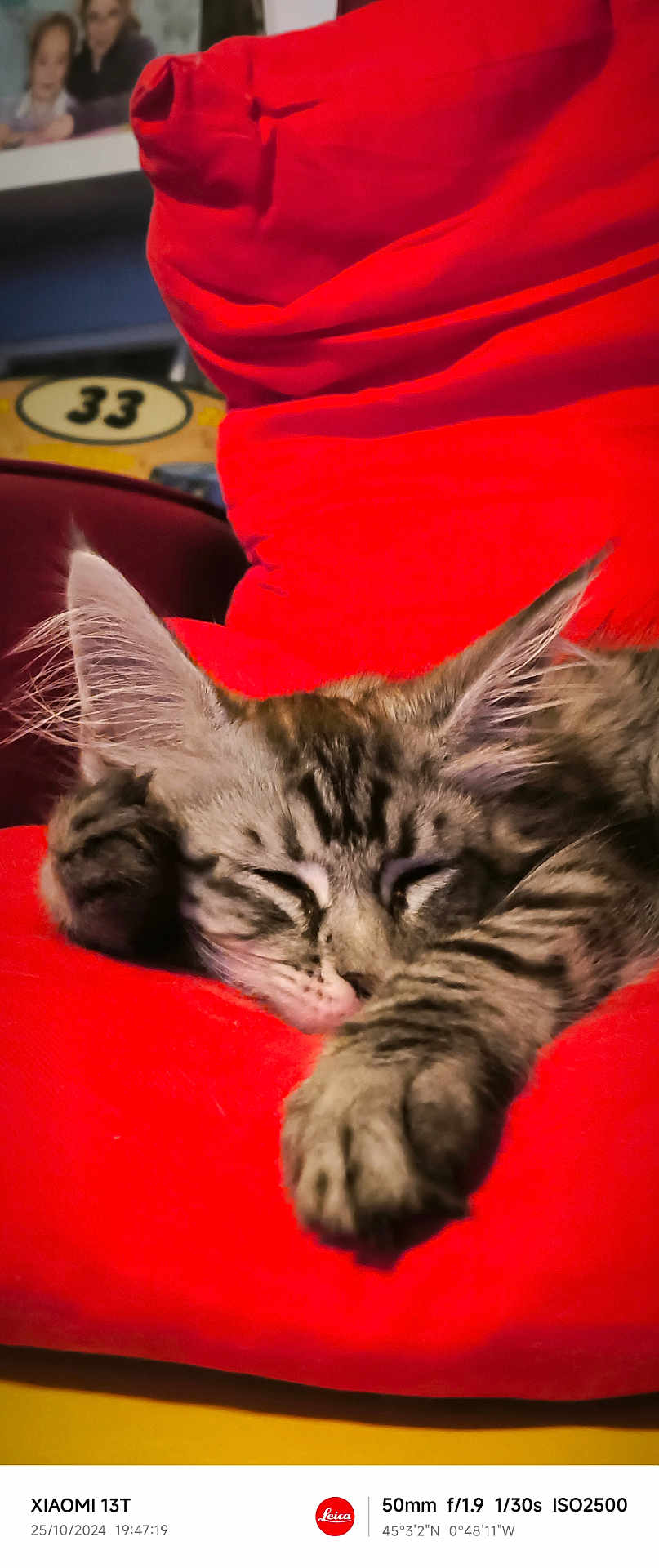 Sidonie a rejoint le concours — aidez-le/la à gagner de superbes lots ! abyssinian, animal, architecture, armchair, building, cat, chair, couch, cushion, face, furniture, head, homedecor, indoors, kitten, livingroom, manx, person, pet, room