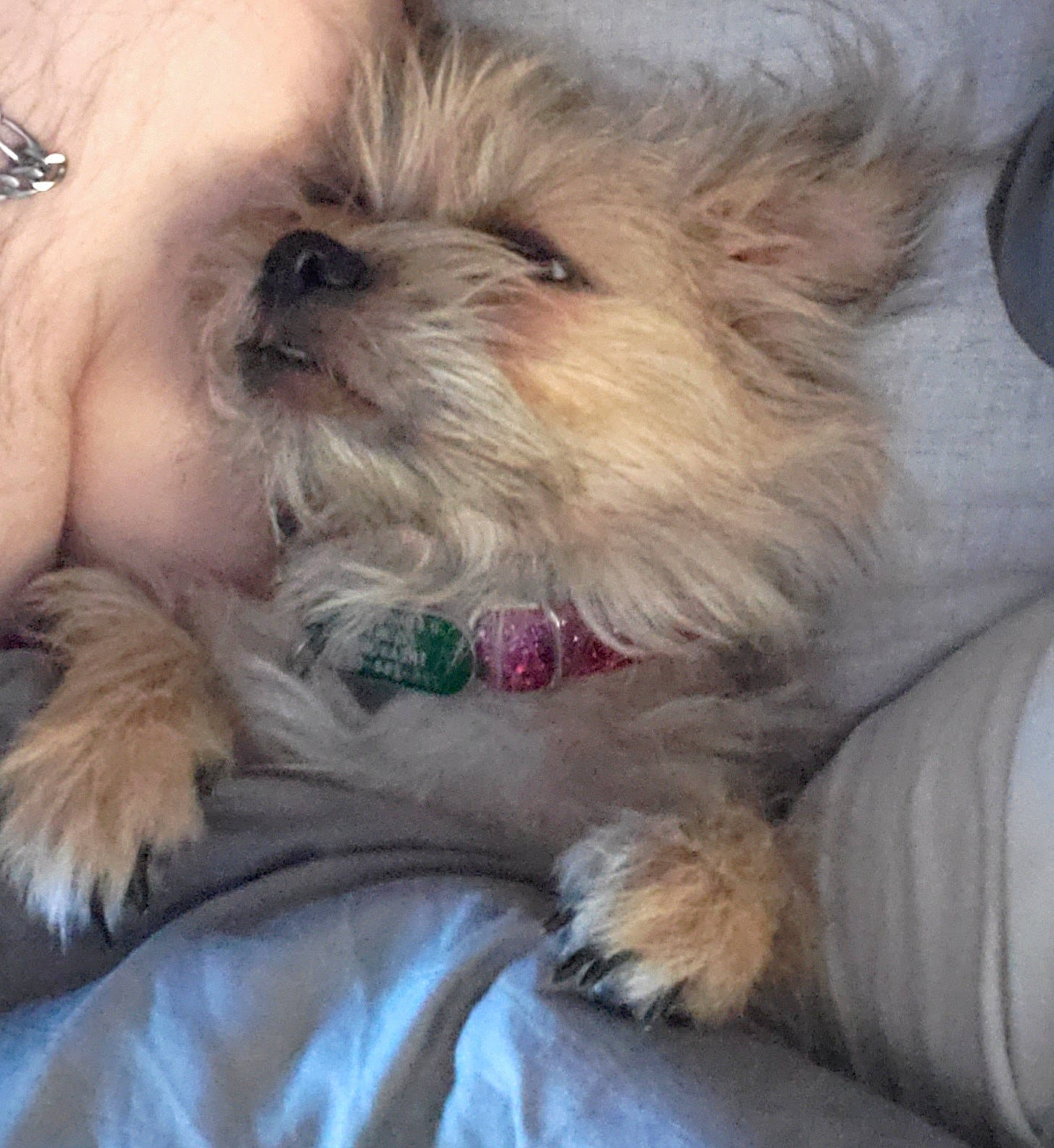 Honey-girl is registered to the contest to win money with this photo: cairn_terrier, canidae, carnivore, chinese_imperial_dog, companion_dog, dog, dog_breed, interaction, lhasa_apso, maltepoo, maltese, mammal, morkie, puppy, puppy_love, schnoodle, shih_tzu, snout, vertebrate, west_highland_white_terrier