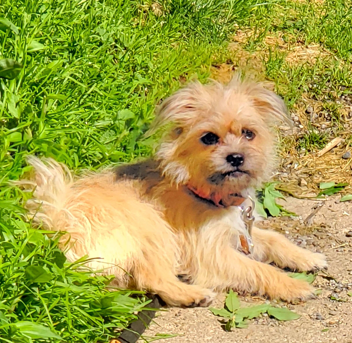 Honey-girl is registered to the contest to win money with this photo: canidae, carnivore, chinese_imperial_dog, companion_dog, dog, dog_breed, dutch_smoushond, grass, maltepoo, mammal, morkie, norfolk_terrier, poodle_crossbreed, puppy, small_terrier, sporting_lucas_terrier, terrier, vertebrate, yorkipoo, yorkshire_terrier