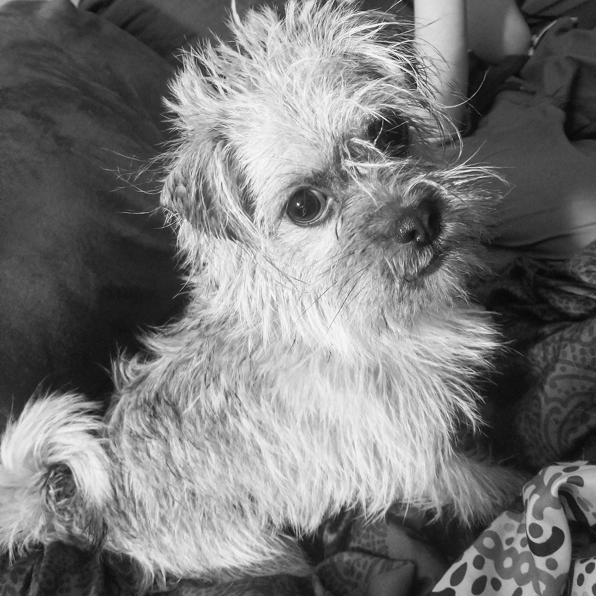 Honey-girl joined the competition — help win amazing prizes! affenpinscher, black_and_white, bolonka, canidae, carnivore, chinese_imperial_dog, companion_dog, dog, dog_breed, fur, lowchen, mammal, morkie, pekapoo, poodle_crossbreed, puppy, rare_breed_dog, schnoodle, shih_tzu, toy_dog