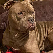 Smokey joined the competition — help win amazing prizes! dog, canine, pet, brown_dog, couch, blanket, plaid, indoor, furniture, animal, mammal, resting, portrait, close_up, ears, snout, fur, eyes, nose, living_room