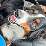 Junior joined the competition — help win amazing prizes! dog, bernese_mountain_dog, car_interior, pet, animal, tongue_out, happy, closeup, seat, furry, black_fur, brown_fur, white_fur, eyes, nose, mouth, person, clothing, seatbelt, relaxed