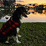 dog, sunset, lake, grass, red_sweater, black_sweater, tongue_out, reflection, trees, sky, water, outdoor, animal, pet, leash, nature, evening, calm, serene, park