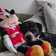 Poppy a rejoint le concours — aidez-le/la à gagner de superbes lots ! dog, plush_toy, minnie_mouse, couch, pillow, indoor, black_and_white_dog, stuffed_animal, relaxing, home, soft_toys, fabric, comfort, pet, animal, living_room, cute, resting, decor, casual