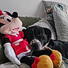 dog, plush_toy, minnie_mouse, couch, pillow, indoor, black_and_white_dog, stuffed_animal, relaxing, home, soft_toys, fabric, comfort, pet, animal, living_room, cute, resting, decor, casual