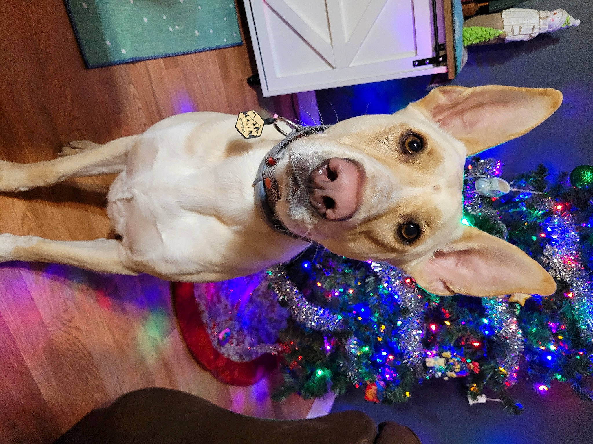 Elliot is registered to the contest to win money with this photo: canidae, carnivore, christmas, christmas_ornament, companion_dog, dog, dog_breed, electric_blue, event, fawn, fictional_character, fun, fur, happy, holiday, ornament, purple, selfie, snout, sporting_group