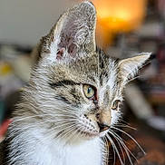 Ralph is registered to the contest to win money with this photo: abyssinian, animal, cat, kitten, manx, pet, siamese