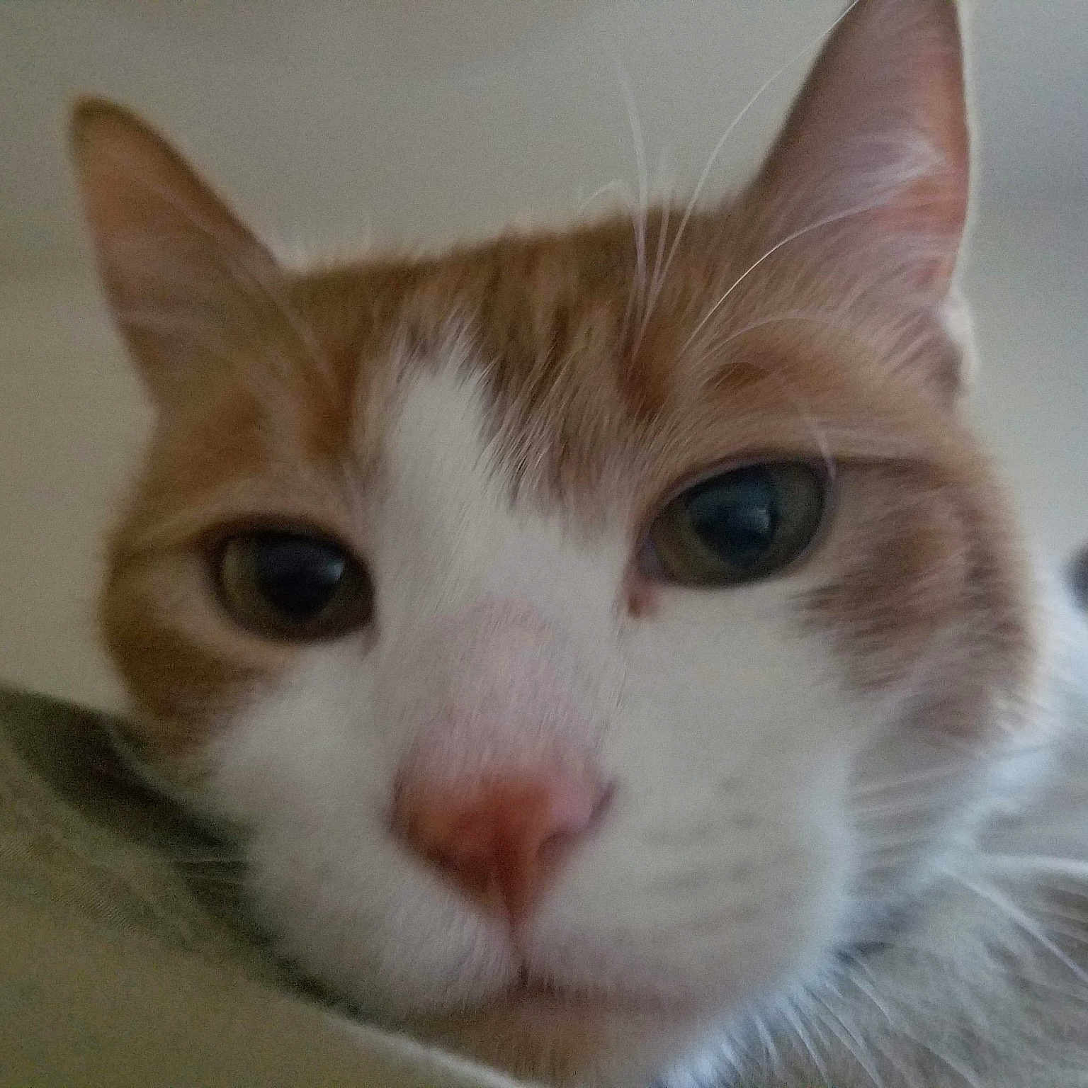 Frazier joined the competition — help win amazing prizes! aegean_cat, american_wirehair, asian, carnivore, cat, close_up, domestic_short_haired_cat, european_shorthair, eye, felidae, head, kitten, mammal, nose, ojos_azules, singapura, small_to_medium_sized_cats, snout, vertebrate, whiskers