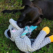Aïko participe au concours pour gagner de l'argent avec cette photo : animal, black_dog, chewing, closeup, cute, dog, grass, greenery, nature, outdoor, pet, playful, puppy, relaxing, rope_toy, stone, stuffed_toy, summer, toy, young_dog