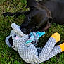 animal, black_dog, chewing, closeup, cute, dog, grass, greenery, nature, outdoor, pet, playful, puppy, relaxing, rope_toy, stone, stuffed_toy, summer, toy, young_dog