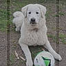 animal, cute, dirt, dog, fluffy, golden_retriever, grass, lying_down, outdoor, park, pet, phone_screen, playful, portrait, puppy, sitting, soccer_ball, trees, wallpaper, white_dog