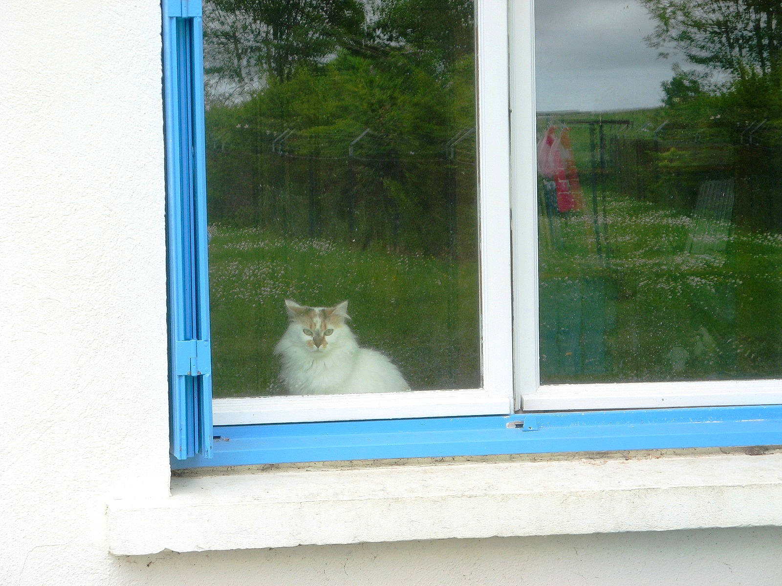 Ocarina a rejoint le concours — aidez-le/la à gagner de superbes lots ! art, carnivore, cat, facade, fawn, felidae, fixture, glass, house, interior_design, plant, rectangle, shade, small_to_medium_sized_cats, tail, tints_and_shades, tree, whiskers, window, wood