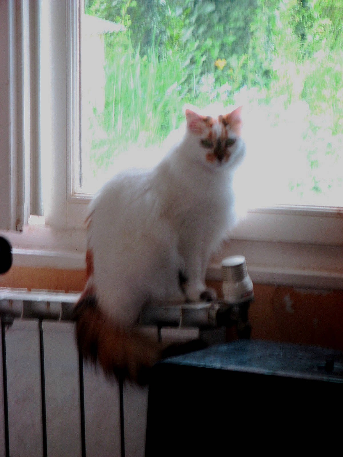 Ocarina a rejoint le concours — aidez-le/la à gagner de superbes lots ! carnivore, cat, felidae, fence, fixture, fur, sitting, small_to_medium_sized_cats, tail, terrestrial_animal, whiskers, window, wood