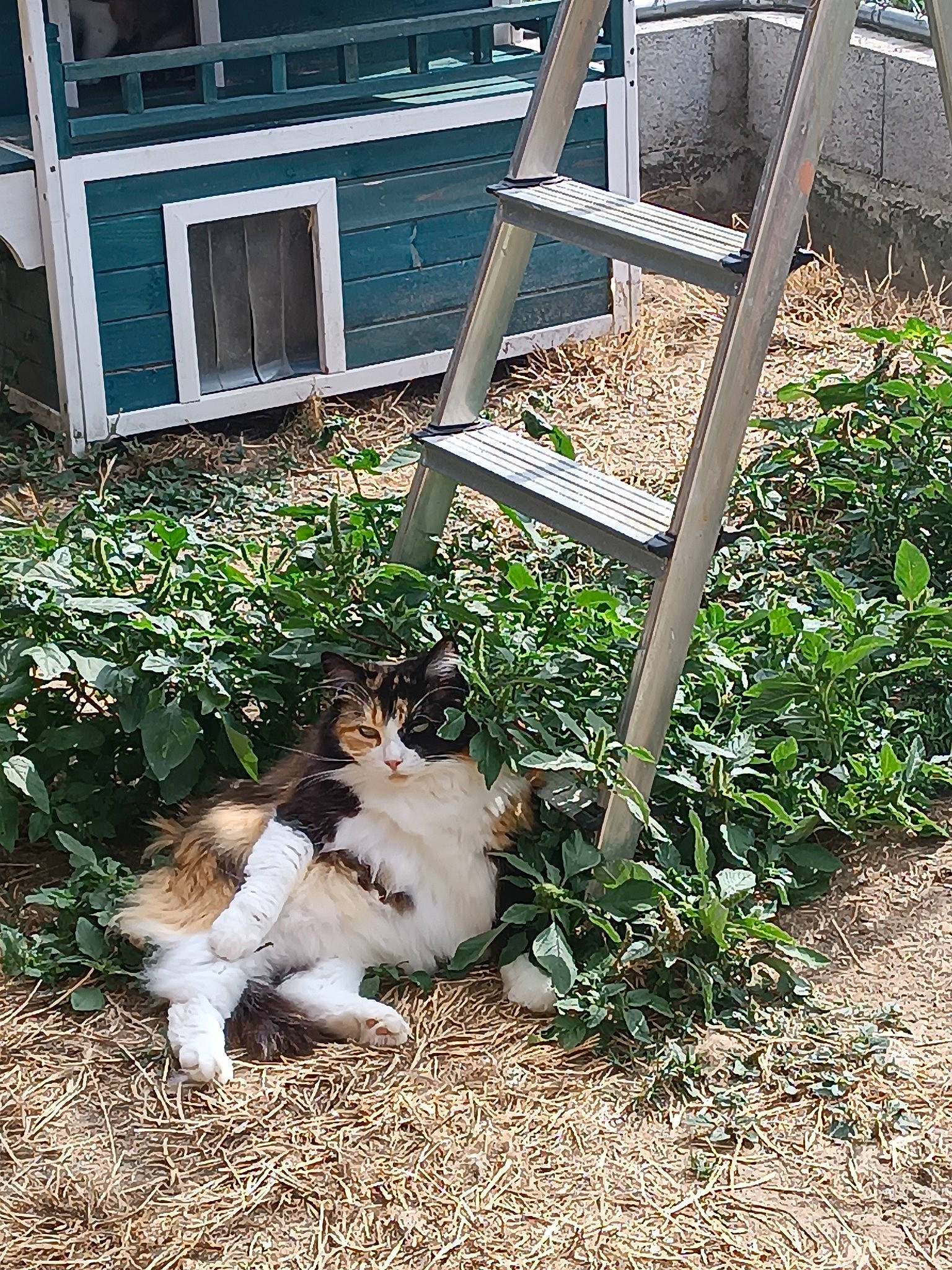 Olympe participe au concours pour gagner de l'argent avec cette photo : canidae, carnivore, cat, companion_dog, dog_breed, domestic_short_haired_cat, fawn, felidae, fur, garden, grass, groundcover, plant, small_to_medium_sized_cats, soil, sporting_group, tail, terrestrial_animal, whiskers, wood