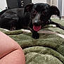 dog, small_dog, black_dog, tongue_out, blanket, bed, indoor, fan, human_leg, pet, close_up, playful, looking_at_camera, ears, paw, collar, reclining, home, soft_texture, expression