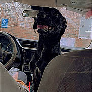 Mollyonna joined the competition — help win amazing prizes! backseat, black_dog, brick_wall, car_interior, cup_with_straw, dashboard, dog, driver, front_seat, handicap_sign, happy, headrest, passenger, raindrops, rainy_window, rear_view_mirror, seat, seat_cover, steering_wheel, tongue_out