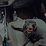 dog, black_dog, car_interior, passenger_seat, seat, cup_holder, water_bottle, dashboard, air_vent, tongue_out, open_mouth, pet, paw, fabric_seat, floor, soda_can, clutter, center_console, happy, portrait
