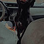 dog, black_dog, inside_car, car_interior, front_seats, steering_wheel, dashboard, tongue_out, happy, panting, close_up, portrait, paws, seat, rearview_mirror, keychain, window, brick_wall, passenger, cozy
