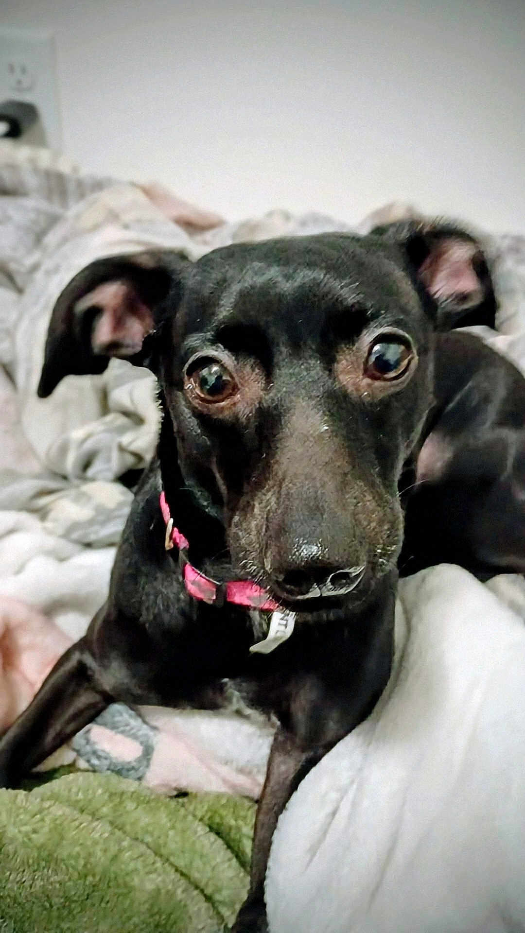 Mollyonna is registered to the contest to win money with this photo: dog, pet, black_dog, small_dog, blanket, bedding, bed, pink_collar, collar, close_up, portrait, indoor, cozy, eyes, nose, ears, fur, looking_at_camera, resting, home